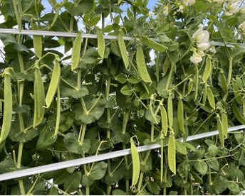 和歌山県産【絹さや】（秀品）1.5キロ