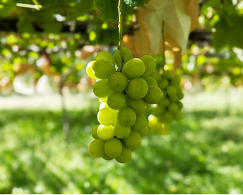 長野県認証/特別栽培相当 シャインマスカット 約8kg（20～25房）（信州の環境にやさしい農産物認証50）【2026年秋】