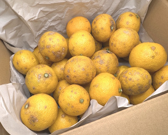 【2025年限定】自然栽培・樹上完熟！外観無選別の種なし本ゆず多田錦60サイズ1.8kg(今年は外観レベルに難があるためプライスダウンしました)