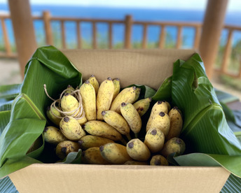 安心・安全！ナムワバナナ 2~ 4房・計３kg