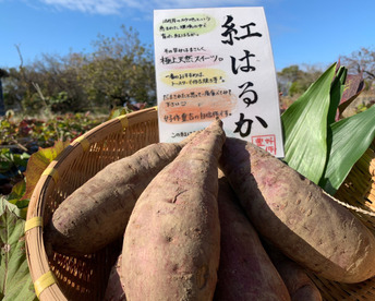 《予約販売》甘くて美味しい焼き芋がご家庭で！厳選「べにはるか」ひとつひとつ丁寧に包んでお届けで贈り物にも🎁紅はるか（3㎏）【冬ギフト】【お歳暮】熨斗承ります。