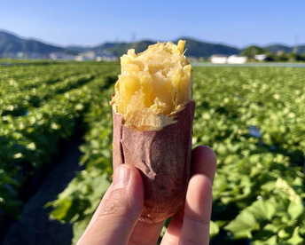 ほくほく食感と上品な甘さ！なると金時冷凍焼き芋(訳あり)6kg