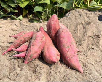 熟成1ヶ月『さつまいも』遠州金時20㎏土付き