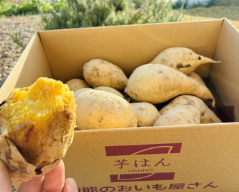 白いさつまいも！希少新品種きみまろこ2㎏(小さめサイズ)