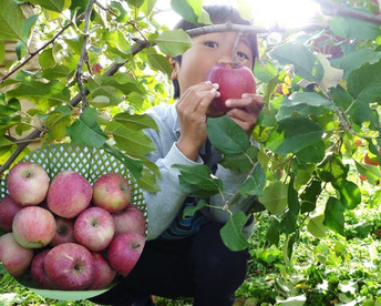 すぐ出荷OK【毎日の食卓に】生食もOK！加工用サンふじ5キロ箱【葉とらず】JA基準より60％減の低農薬栽培