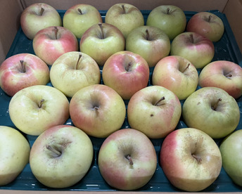 【数量限定・小玉のみ】青森県産りんご「ぐんま名月」家庭用 キズ有 約10kg (5kg×2箱)【光センサー選果】