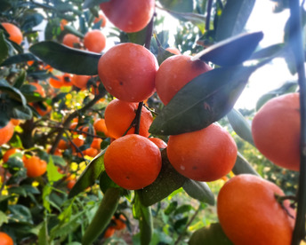 箱込約10㌔　濃厚な酸味と美しい紅色、幻の味わい　紅みかん