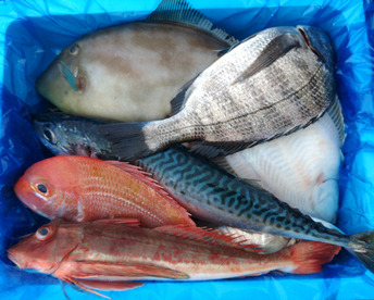 箱いっぱい！深浦の天然鮮魚セット（80サイズ）【母の日ギフト】などにもどうぞ！