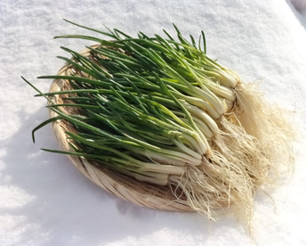 あさつき【キュルッと食感、ほっこりする甘さ】＜約1200g＞