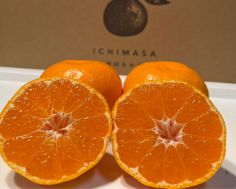 【有田みかん】10キロMサイズ　家庭用　温州みかん　早生みかん　宮川早生　低農薬　【冬ギフト】