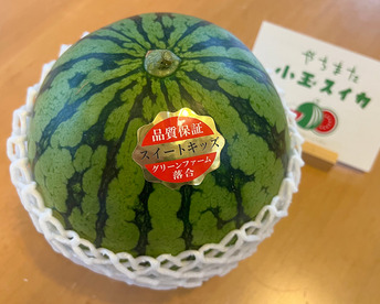 【化学肥料50％以下】甘さに自信あり！！『シャリじゅるっ！』の小玉スイカ２個玉