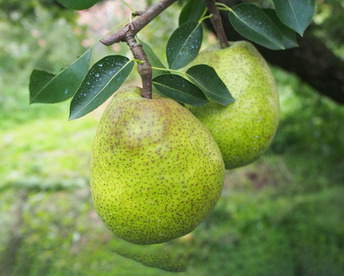 農薬節減!! [特秀]こだわりラフランス 山形県 2kg 6〜8玉 ギフトにも　[冬ギフト]