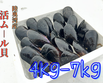 【天然✨陸奥湾産】活ムール貝【4Kg/5kg/6kg/7kg】