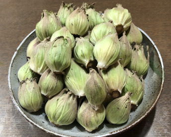 《ぷっくり大きい！》ふきのとう『秋田ふき』　500g