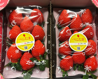 【今話題のいちご！】べにたま２５０ｇ×２パックーDXパックー