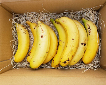 皮まで食べても安心！農薬不使用の宮崎産お徳用訳有りバナナ2kg