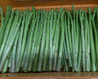 【朝採】アスパラガス Lサイズ A等級 ４kg 【収穫当日発送】