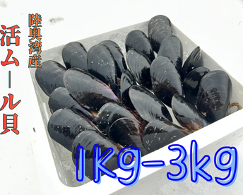 【天然✨陸奥湾産】活ムール貝【1Kg〜3kg】