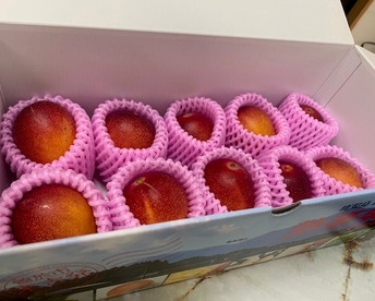 南国鹿児島県産　濃厚ミニマンゴー（約800ｇ）7～10個入り【贈答品】【数量限定】【夏ギフト】