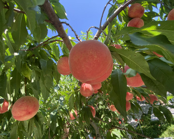 【2026年予約】希少品種『玉うさぎ』　硬くて甘い桃が好きな人に食べてほしい✨