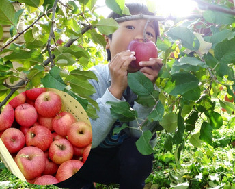 【すぐ出荷OK】葉とらずサンふじ　家庭用B品　3キロ箱（3.2キロぐらい入ります）　JA基準より60％減の低農薬栽培