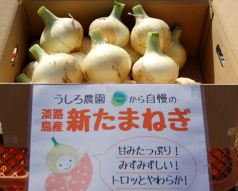 【家庭用】淡路島 新玉ねぎ！みずみずしく、柔らか〜い（20ｋｇ）【ひょうご安心ブランド認証】