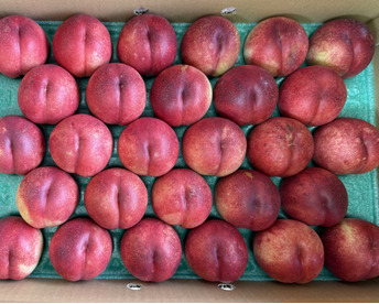 先行予約❗️ネクもも🍑ハネージュ🍑5キロ箱 22玉〜28玉　秀品
