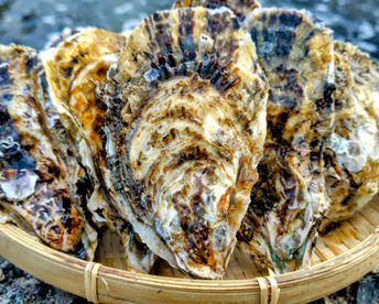 【週末20%オフ1割増量！】今だけ春牡蠣🦪　身入りピーク　京丹後・久美浜産　殻付き牡蠣［加熱用］　たっぷり5kg（50~70個前後）1割増量→5.5kg(4月中旬まで)