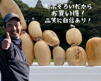 【規格外】冬れんこん8kg  ★シャキ旨直送  たっぷりで家計応援　/ 蓮根 / レンコン