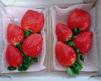 大粒！
厳選完熟とちあいか