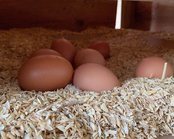 【いつでもいいよ便】朝採れ！平飼いプレミアム卵 【10個】有精卵