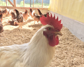 ちょっとだけ小さめの酵母・平飼いたまご50個（元気たまご）