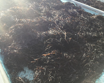 【すぐお届け】冷凍便　釜揚げ生ひじき　この食感・香り食べたことあますか？　200ｇ５９４円　１５個まで送料同じ