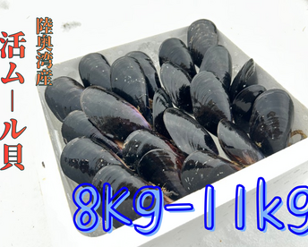 【天然✨陸奥湾産】活ムール貝【8Kg/9kg/10kg/11kg】