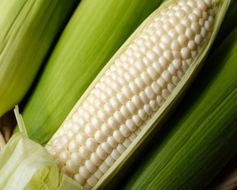 【スッキリとした甘さ・果汁たっぷり・生食可】ホワイトコーン（20本・保存袋入り）生食可　スイートコーン　トウモロコシ　　白いとうもろこし