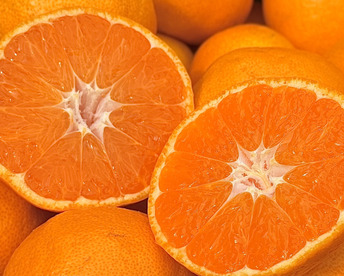 【むいたら最後、止まらない】甘味×酸味が絶妙！ 福みかん《ご家庭用 2kg》｜サイズ混合｜愛媛・西宇和産