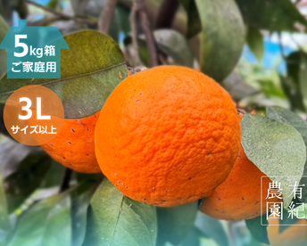 さっぱり濃甘🍊南津海【見た目訳アリ・大玉・5kg箱】