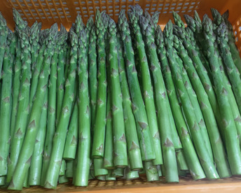 【朝採】アスパラガス 2Lサイズ A等級 ４kg 【収穫当日発送】