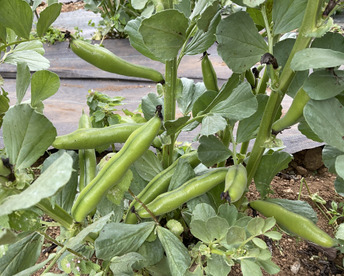 早期予約増量【5月ー9月】そら豆　マメ定期便 
 ※ ※定期契約期間　2026-05-10～2026-09-31 ※ ※  from 名水の里　神奈川県秦野市