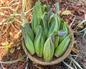 『2026年予約』採れたて ふきのとう 300g