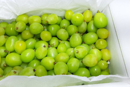 訳あり　シャインマスカット(バラ2kg)