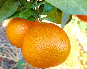 【家庭用】プリンセス 5kg 最強コラボの新品種(まどんな×甘平)☆高級柑橘♫愛媛みかん！