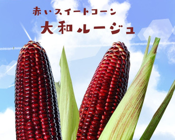 軽井沢 産高原野菜 大和ルージュ 赤いスイートコーン とうもろこし サイズ混合 6本 セット
