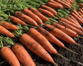 高原の寒さで甘くなった❄️有機JASニンジン🥕２．５ｋｇ