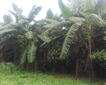 【期間限定】島バナナ　1.5ｋｇ