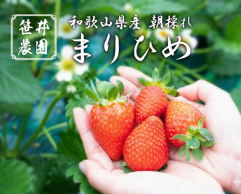朝採れ、収穫いちご　まりひめ　1500g (250g × 6p)