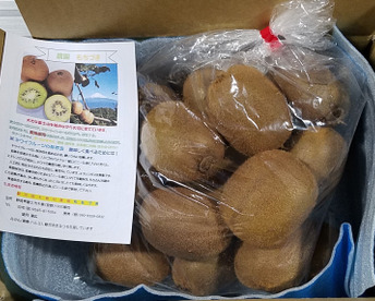 でっかいキウイふる～つ　Ｌサイズ家庭用４K【品種ヘイワード】