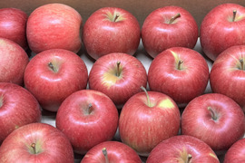 ★すぐに出荷★【加工用バラ詰め】極小玉のシナノスイート!! ジュース、スイーツ、コンポート、すりおろし林檎　加工用・業務用🍎約2.7Kg青森県産