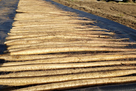 自然薯（富士山育ち）濃厚とろろ　1kg　家庭用　贈答用