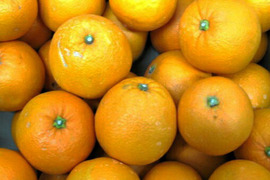 ネーブルオレンジ 10kg 広島 瀬戸田産 家庭用 国産ネーブル